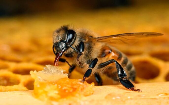 beekeeping for osteochondrosis